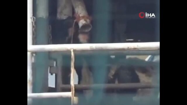 Τουρκία: Παραμένουν παγιδευμένες σε πλοίο που δεν μπορεί να δέσει χιλιάδες αγελάδες - 58 ζώα νεκρά και δεκάδες γεννήσεις (Βίντεο)