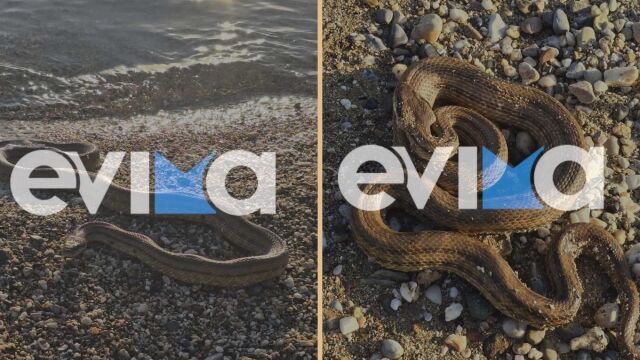 Αναστάτωση στην Εύβοια: Μεγάλο φίδι ξεβράστηκε σε παραλία στο Αλιβέρι (Εικόνες & Βίντεο)