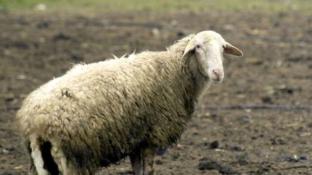 Λέσβος: Εντοπίστηκαν οκτώ νέα κρούσματα αφθώδους πυρετού