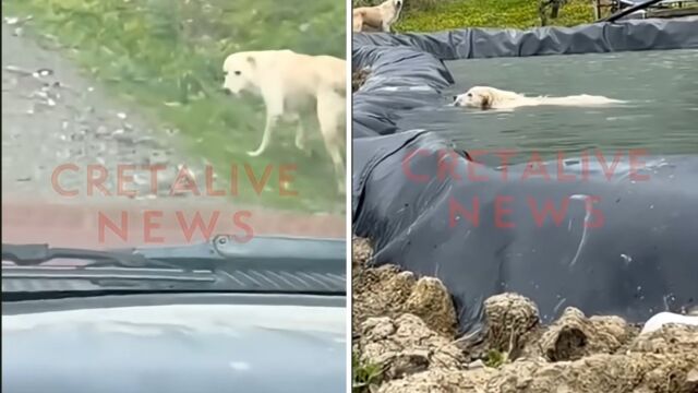 Ηράκλειο: Σκυλίτσα διένυσε 1 χλμ. για να σώσει το κουτάβι της από λιμνοδεξαμενή (Bίντεο)