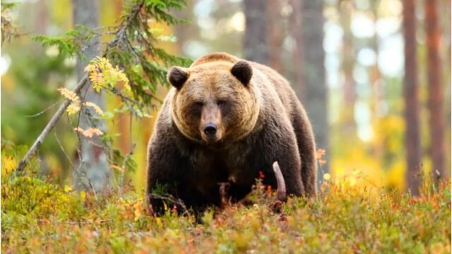 Ωραιόκαστρο Θεσσαλονίκης: Εμφάνιση αρκούδας σε Λητή και Μελισσοχώρι