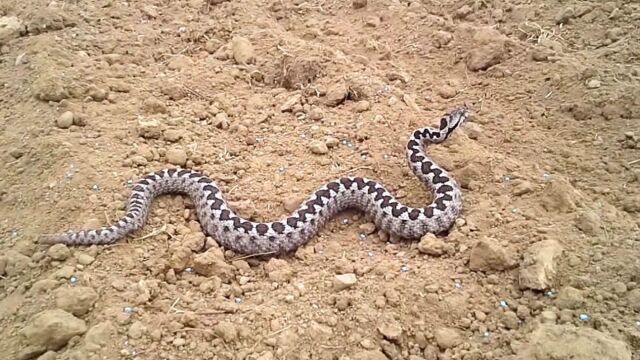 Σύρος: 13χρονος στο νοσοκομείο μετά από δάγκωμα οχιάς - Σοβαρή αλλά ελεγχόμενη η κατάσταση