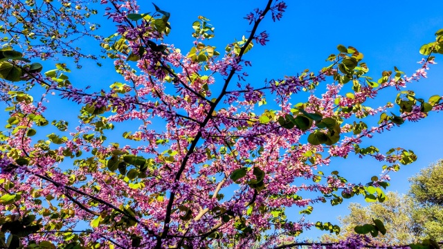 Καιρός: Με ανοιξιάτικες θερμοκρασίες το ψήσιμο του οβελία - Πού θα σημειωθούν τοπικές βροχές (Βίντεο)