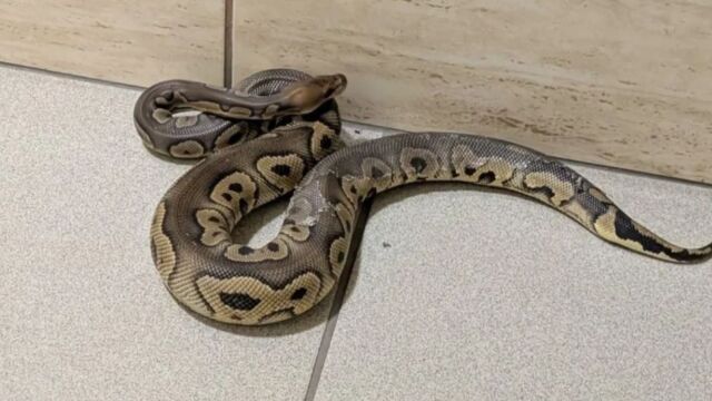 Σοκ στην Κρακοβία: Εντοπίστηκαν 148 πύθωνες σε διαμέρισμα πολυκατοικίας