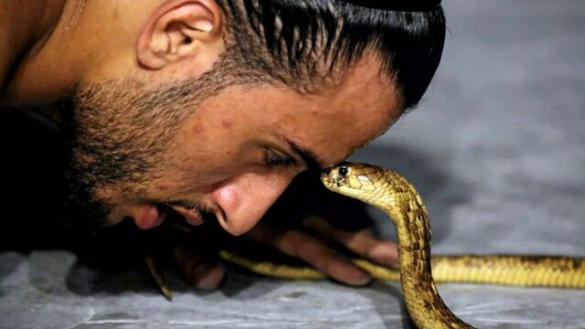 Αίγυπτος: Γερμανός τουρίστας πέθανε μετά από δάγκωμα φιδιού που μπήκε μέσα στο παντελόνι του, κατά τη διάρκεια σόου σε ξενοδοχείο