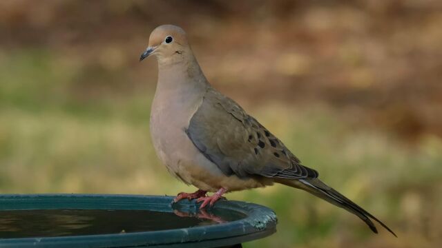 Κουτσουλιές στο μπαλκόνι; Το δαιμόνιο κόλπο που τις εξαφανίζει