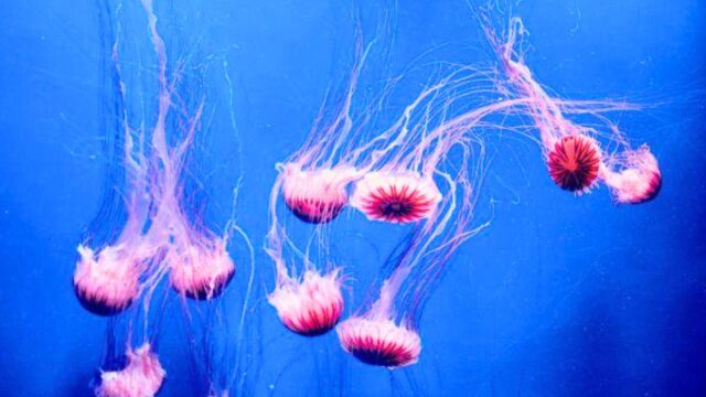 Στυλίδα: Πλωτό τείχος για προστασία από τις τσούχτρες