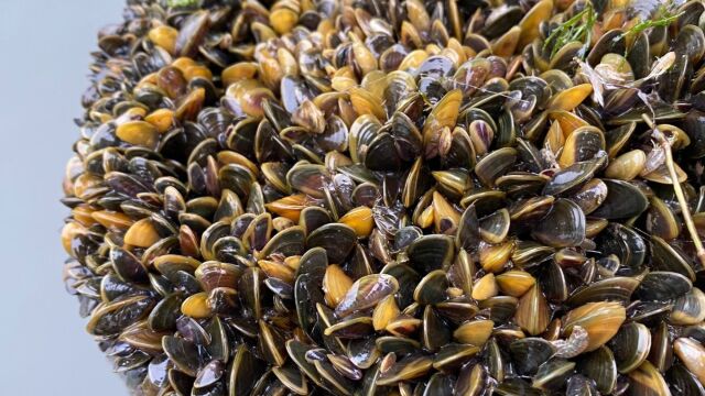 Καλιφόρνια: Αμοιβή 200.000 δολαρίων για λύση στο πρόβλημα με τα μύδια 