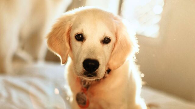 Νέα μελέτη σε Golden Retriever δείχνει ότι οι σκύλοι έχουν περισσότερα ανθρώπινα συναισθήματα απ’ ό,τι πιστεύαμε