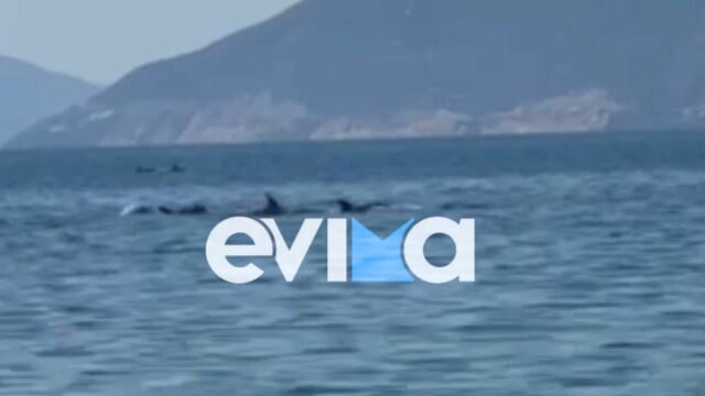 Εύβοια: Εντυπωσιακό βίντεο με κοπάδι δελφινιών να κολυμπά δίπλα σε λουόμενους