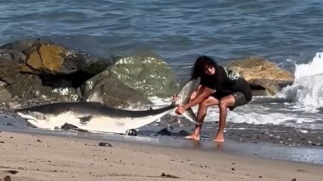 Σοκαριστικό θέαμα σε παραλία της Καλιφόρνια: Ψαράς έβγαλε λευκό καρχαρία με το καλάμι του - Προσπάθησε να τον επιστρέψει στη θάλασσα (Βίντεο)