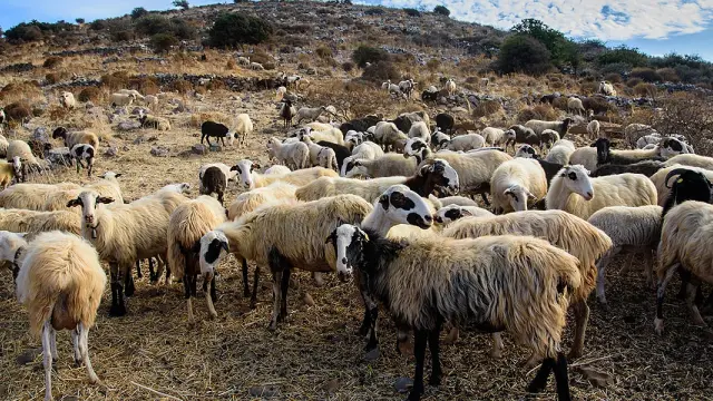 Κρήτη: Απίστευτες απειλές κτηνοτρόφου σε υπαλλήλους του ΟΠΕΚΕΠΕ - Θα σας διαλύσω το κεφάλι