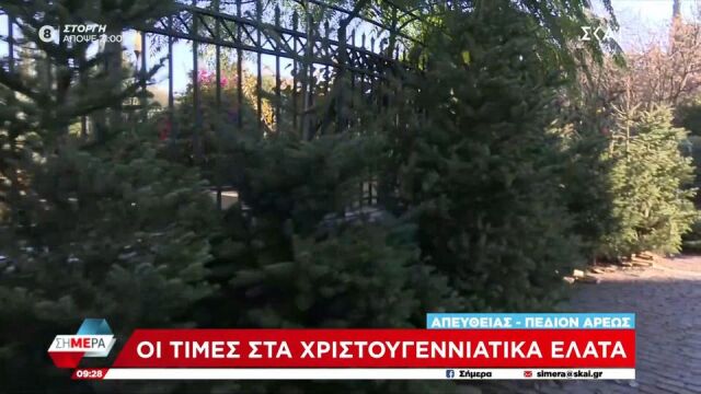 Οι τιμές στα χριστουγεννιάτικα έλατα