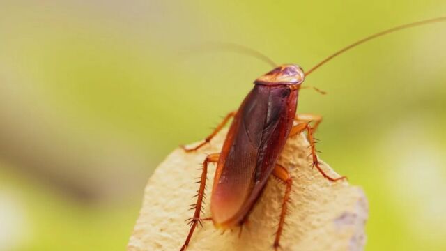 Πότε πρέπει να κάνετε απεντόμωση για τις κατσαρίδες - Αυτή είναι η κατάλληλη χρονική περίοδος