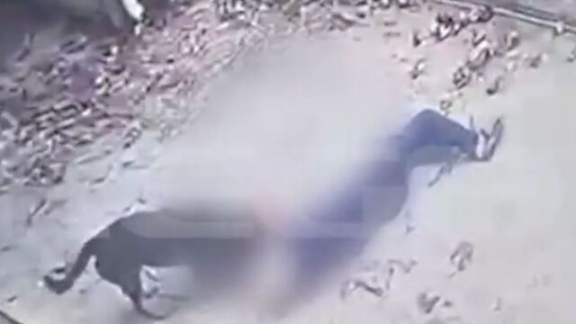 Σοκ στη Καλαμάτα: Πώς έγινε η άγρια επίθεση του ροτβάιλερ στον 76χρονο - Διακομίσθηκε στο ΚΑΤ σε κρίσιμη κατάσταση (Βίντεο)