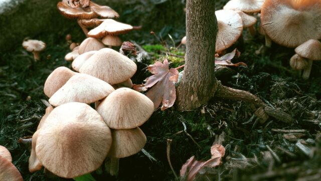 Δηλητηρίαση στην Έδεσσα: Στην Ιταλία για μεταμόσχευση το ζευγάρι που κατανάλωσε τα μανιτάρια - Τα μάζεψαν μόνοι τους από την εξοχή (Βίντεο)