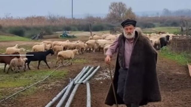 Κτηνοτρόφος ξεσπά σε λυγμούς για τα 450 πρόβατά του: Σαν να σκοτώνουν τα παιδιά μας (Βίντεο)