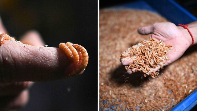 Πώς η ΕΕ έφερε τα έντομα στο πιάτο μας: Ποια τρώτε εδώ και δεκαετίες χωρίς να το ξέρετε - Πλήρης κατάλογος των ονομασιών που μπορεί να συναντήσετε (Βίντεο)