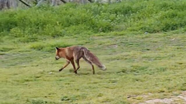 Θεσσαλονίκη: Αλεπού εμφανίστηκε να κυκλοφορεί ανάμεσα σε ανθρώπους στο φράγμα της Θέρμης (Βίντεο)
