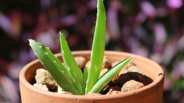 Βάλε αλουμινόχαρτο στην αλόη βέρα - Το αποτέλεσμα θα σε εκπλήξει