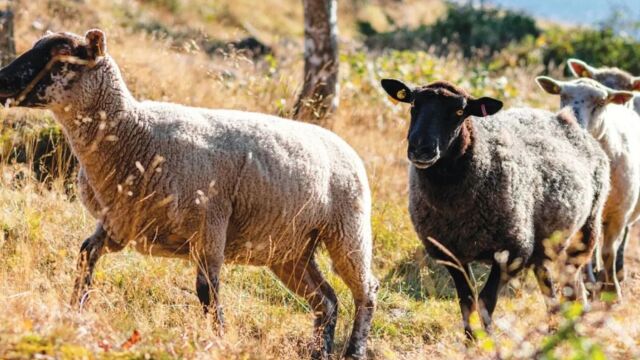 Αφθώδης πυρετός: Οι κτηνοτρόφοι του Μεσοτόπου Μυτιλήνης απέκλεισαν την είσοδο του χωριού