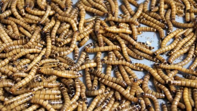 Οι δύο χώρες της Ευρώπης που αρνήθηκαν δια νόμου τα έντομα στο ψωμί και στο αλεύρι - Η θέση της Ελλάδας