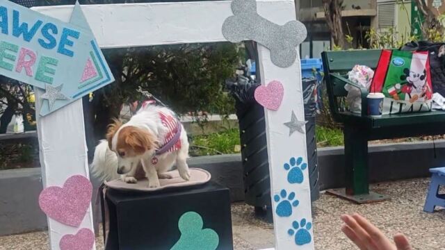 Παγκράτι: Ουρές τετράποδων για δωρεάν φωτογράφιση - Η πλατεία Βαρνάβα μετατράπηκε σε υπαίθριο στούντιο (Βίντεο)