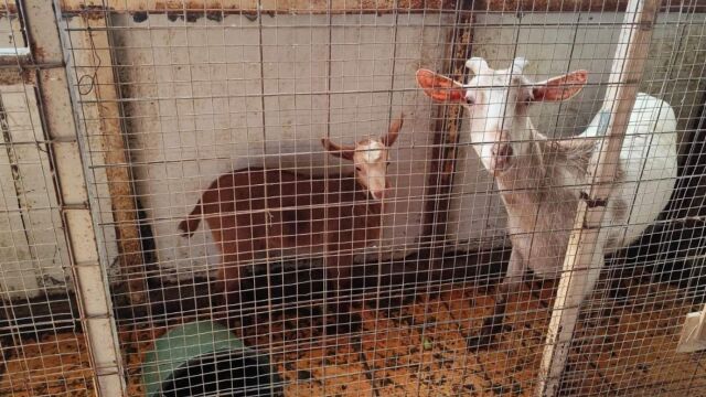 Αμπελόκηποι: Δικογραφία εις βάρος του άντρα που είχε τις κατσίκες, τα πτηνά και τα κοτόπουλα και της εταιρείας που διαχειρίζεται το κτήριο που βρέθηκαν (Εικόνες  Βίντεο)