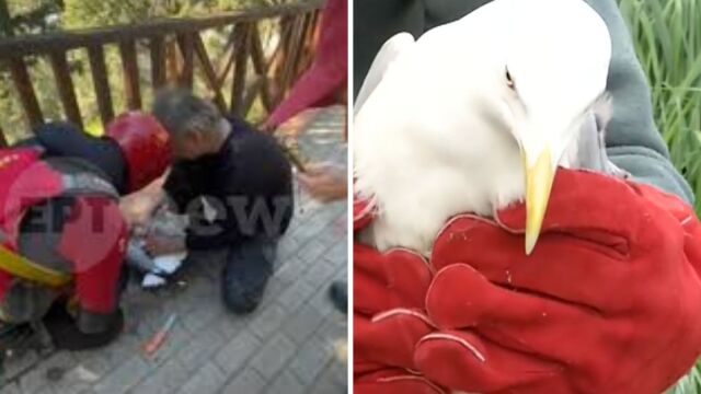 Συγκινητική επιχείρηση διάσωσης στη Θεσσαλονίκη: Διασώστης της ΕΜΑΚ βούτηξε στο φράγμα Θέρμης για να σώσει γλάρο μπλεγμένο σε ένα μέτρο σπάγγο (Βίντεο)