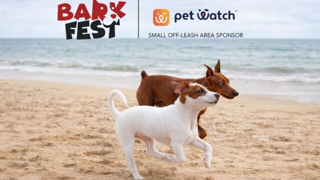 Ντουμπάι: Φεστιβάλ σκύλων με πολυτελή αξεσουάρ και μάσκες σκι ενώ η Μέση Ανατολή 