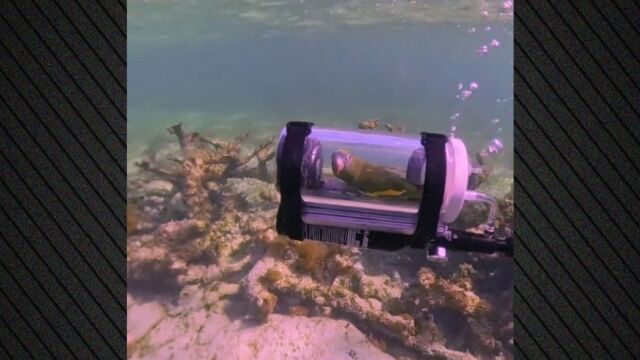 Μπαχάμες: Παπαγάλος έκανε κατάδυση με αυτοσχέδιο υποβρύχιο (Βίντεο)