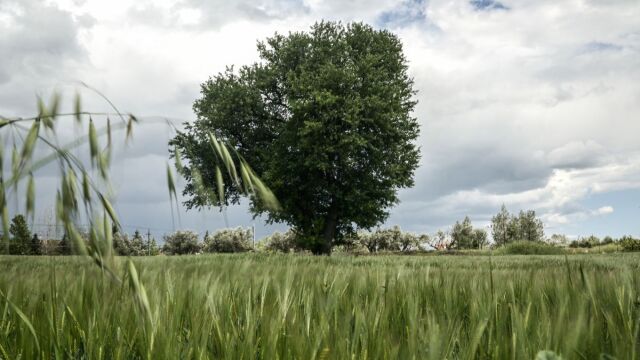 Συνδεδεμένες ενισχύσεις για σιτηρά: Στα 115 ευρώ ανά εκτάριο το μαλακό σιτάρι και το κριθάρι