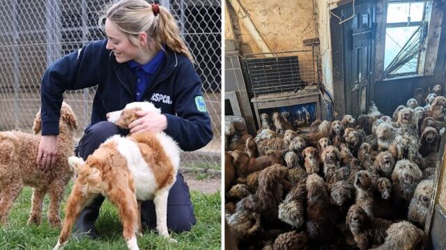 Βρετανία: Βρέθηκαν περισσότερα από 250 σκυλιά poodle σε άθλιες συνθήκες - 