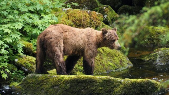 Ανησυχία στη Θεσσαλονίκη: Εμφανίστηκε αρκούδα στο Ωραιόκαστρο - Οδηγίες για να είναι ασφαλείς οι εκδρομείς