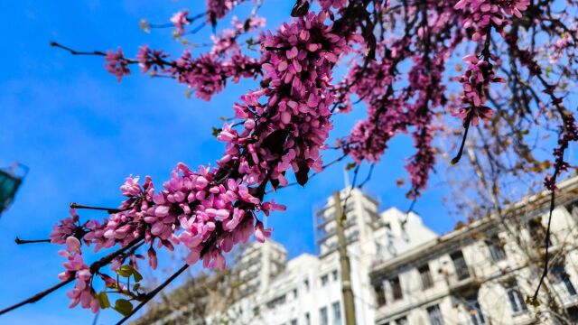 Copernicus: Ο Μάρτιος του 2026, ο δεύτερος θερμότερος που έχει καταγραφεί στην Ευρώπη - Πιθανή επανεμφάνισηςτου φυσικού φαινομένου 