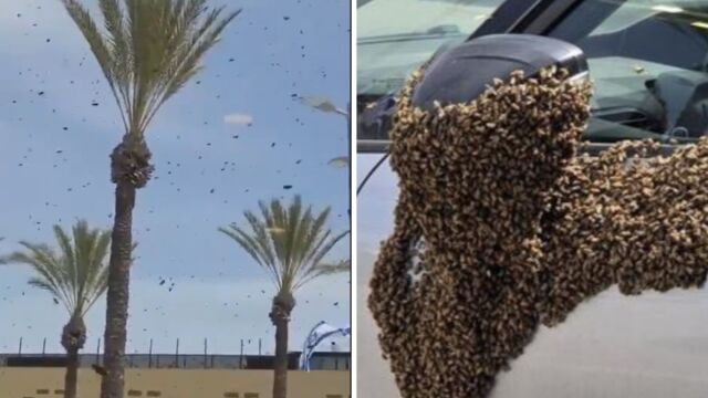 Απίστευτες εικόνες στο νότιο Ισραήλ: Σμήνος δεκάδων χιλιάδων μελισσών 