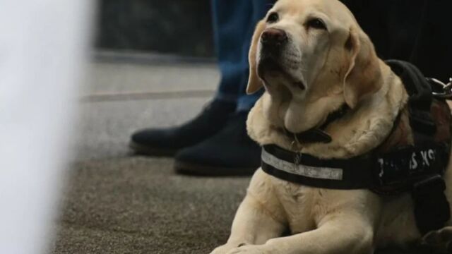 Συγκίνηση στην κηδεία του Ντούσκο Βουγιόσεβιτς: Το Λαμπραντόρ του δεν έφυγε στιγμή από το φέρετρο (Βίντεο)