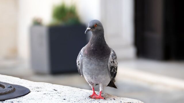 Αυτοί είναι οι πιο απλοί και φιλικοί τρόποι για να διώξεις τα περιστέρια από το μπαλκόνι