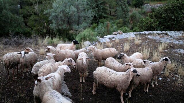 Αρχαία Ολυμπία: Συνελήφθη άνδρας που μετέφερε 16 αμνοερίφια χωρίς άδεια - Τι κατασχέθηκε από τους αστυνομικούς