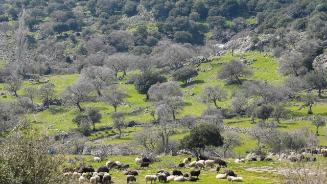 Έβρος: Σε επιφυλακή οι υπηρεσίες μετά το κρούσμα αφθώδους πυρετού στην Τουρκία
