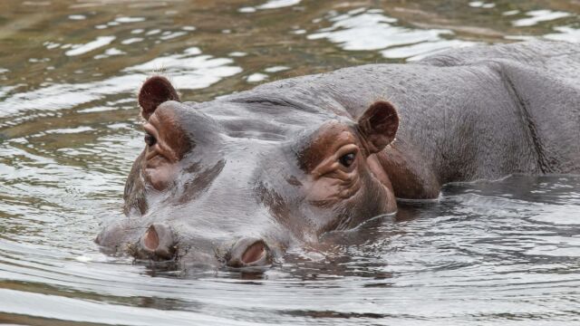 Κολομβία: Προς θανάτωση 80 ιπποπόταμοι του Εσκομπάρ (Βίντεο)