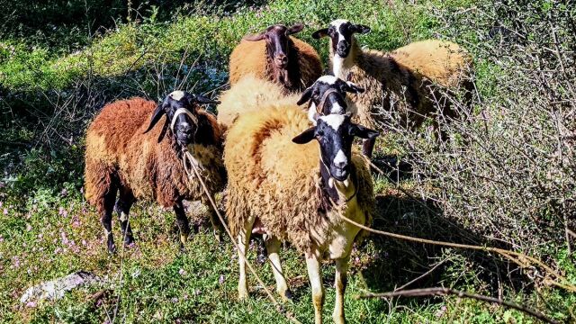 Λέσβος: 43 κρούσματα αφθώδους πυρετού σε 54 εκτροφές