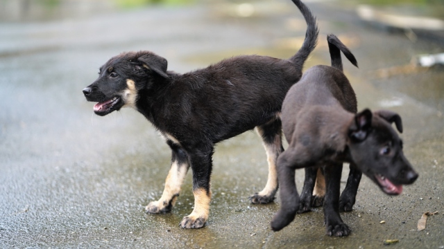 Σοκ στην Χαλκιδική: Δηλητηρίασαν και σκότωσαν 21 σκύλους