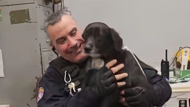 Μενίδι: Αδέσποτο σκυλάκι εντοπίστηκε να περιφέρεται μόνο του, φιλοξενείται προσωρινά στο αστυνομικό τμήμα (Βίντεο)