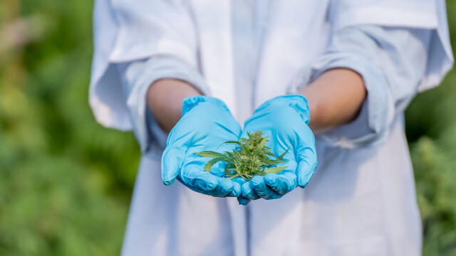 Η ευρωπαϊκή αγορά φαρμακευτικής κάνναβης - Από το Βερολίνο στην Αθήνα