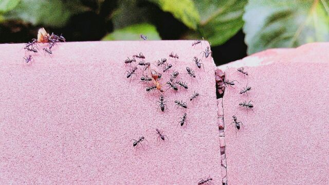 Η καφεΐνη επηρεάζει τα μυρμήγκια με τρόπο που δεν περίμενες - Τι έδειξαν έρευνες