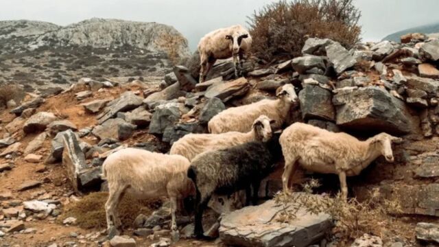 Κρήτη: Άρπαξαν τα πρόβατα και συνελήφθησαν αμέσως - 