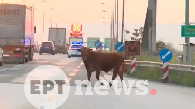 Αναστάτωση στη Θεσσαλονίκη: Αγελάδα βγήκε… βόλτα στην Εθνική Οδό και προκάλεσε κυκλοφοριακό κομφούζιο (Βίντεο)