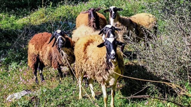 Αφθώδης πυρετός: Σε 4 πυλώνες τα μέτρα στήριξης των κτηνοτρόφων στη Λέσβο - Πώς θα αντιμετωπιστεί η νόσος