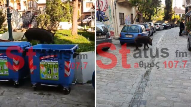 Θεσσαλονίκη: Αγριογούρουνο έκοβε βόλτες στην Άνω Πόλη (Βίντεο)